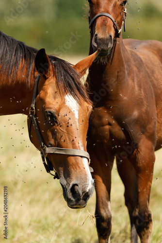 Horses face surrounded by flies in the summer. Flies covering horses face. Equestrian 