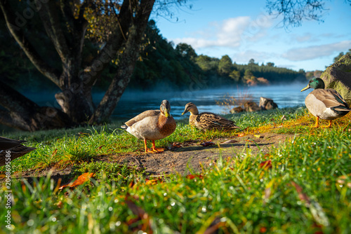 In the early morning, wild ducks forage by the river, Nea Zealand