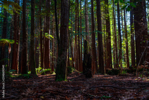Sunlight penetrates the dense forest, New Zealand redwood forest