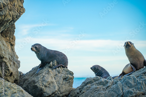 Obraz na płótnie A group of seals on the seaside rocks, seal habitat