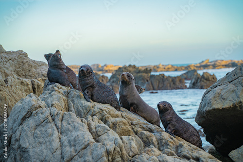 A group of sea lions are resting side by side on the rocks, looking around