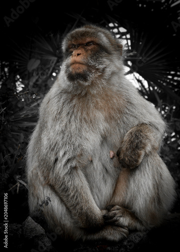 macaco
