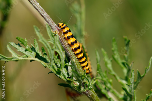 Photography Black and Orange Cinnabar Moth Caterpillar on a Ragwort plant