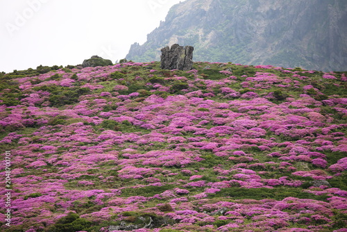 Spectacular Pink Royal Azalea Blossom Covering the Slope of Witseoreum Trail in Hallasan National Park, Jeju Island