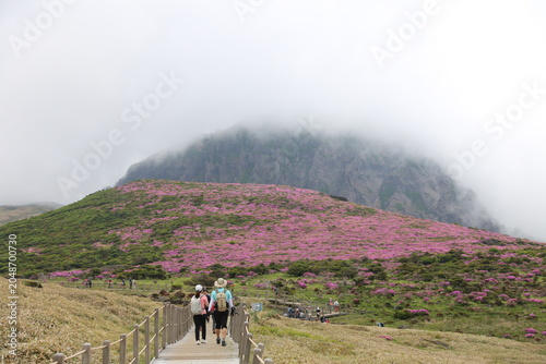 Majestic Peak of Mount Hallasan Surrounded by Vibrant Pink Azalea Flowers and Clouds on Witseoreum Trail, Jeju Island