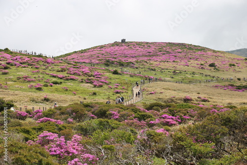 Group of Tourists and Hikers Enjoying the Breathtaking Pink Azalea Bloom at the Hilltop Viewpoint of Witseoreum, Hallasan Mountain