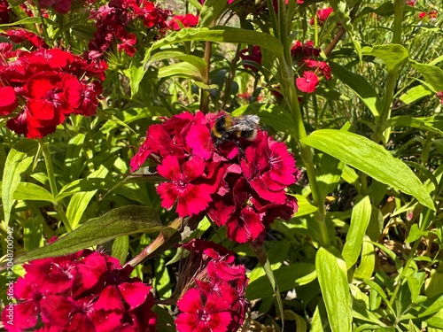 bee on a flower