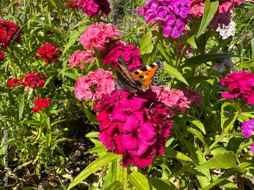 butterfly on flower