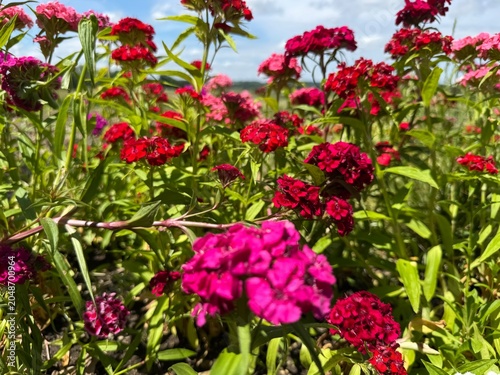 red and yellow flowers