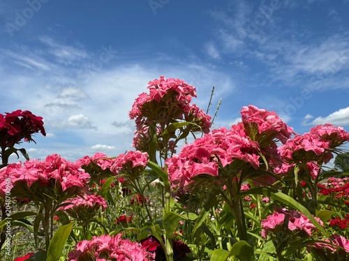 pink flowers and blue sky