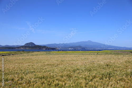 Scenic Spring Landscape of Gapado with Vibrant Yellow Canola Flowers, Barley Field, and Songaksan Mountain Under Clear Blue Sky
