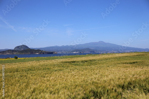 Scenic Spring Landscape of Gapado with Vibrant Yellow Canola Flowers, Barley Field, and Songaksan Mountain Under Clear Blue Sky