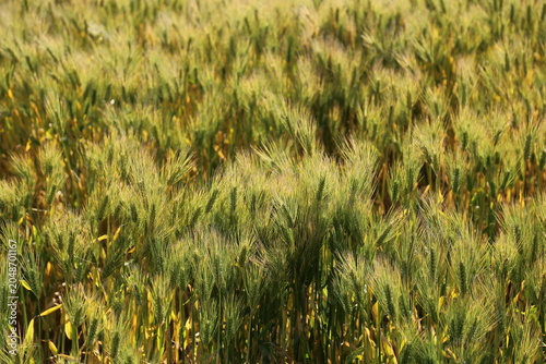 Full Frame Texture of Green and Golden Barley Field, High Angle View of Ripe Wheat Ears Waving in the Wind