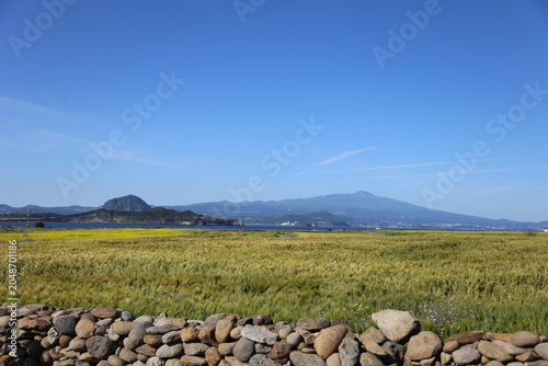 Scenic Spring Landscape of Gapado with Vibrant Yellow Canola Flowers, Barley Field, and Songaksan Mountain Under Clear Blue Sky