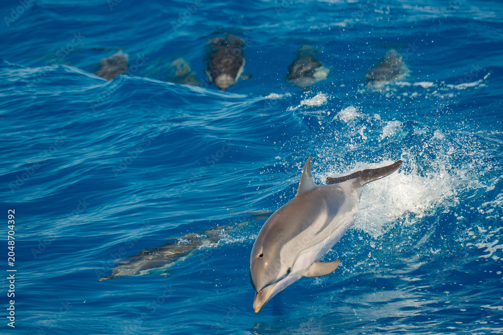 Fototapeta premium happy striped dolphins jumping on blue sea