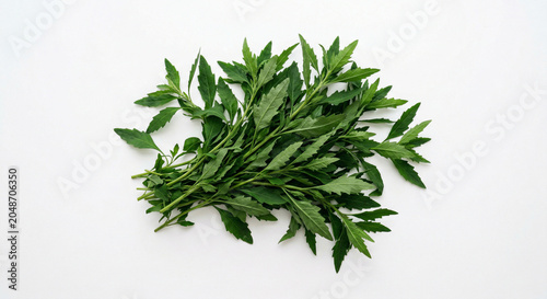 Fresh epazote herb sprigs on a white background