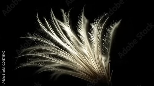 A stunning close-up of a delicate feather explodes in water droplets on a black background