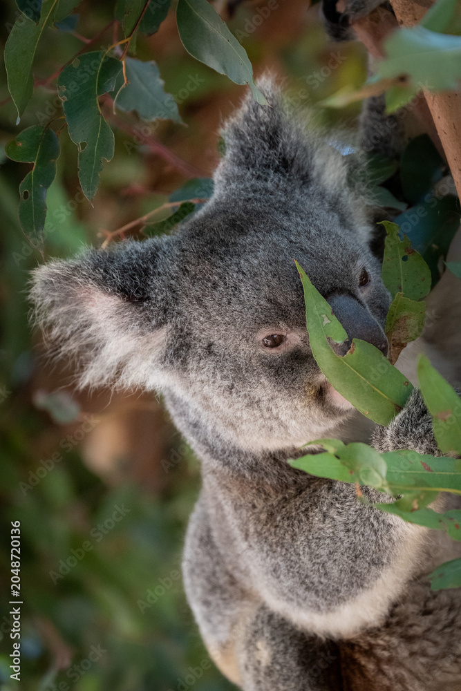 Fototapeta premium A koala on a eucalyptus tree in a sanctuary in Australia