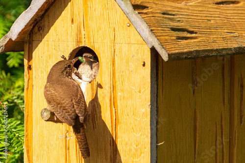 Mother Wren feeding chick and encouraging it to come out of birdhouse