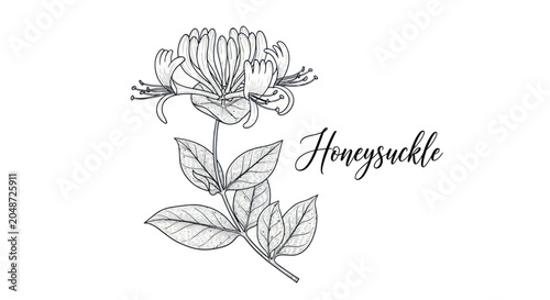 Hand-drawn honeysuckle illustration with delicate line art and elegant script text