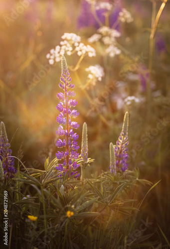 Close-up of a purple lupine flower with sunlight and bokeh effect
