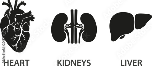 Fotografía Set of black human organ icons with text labels including heart, kidneys, and li