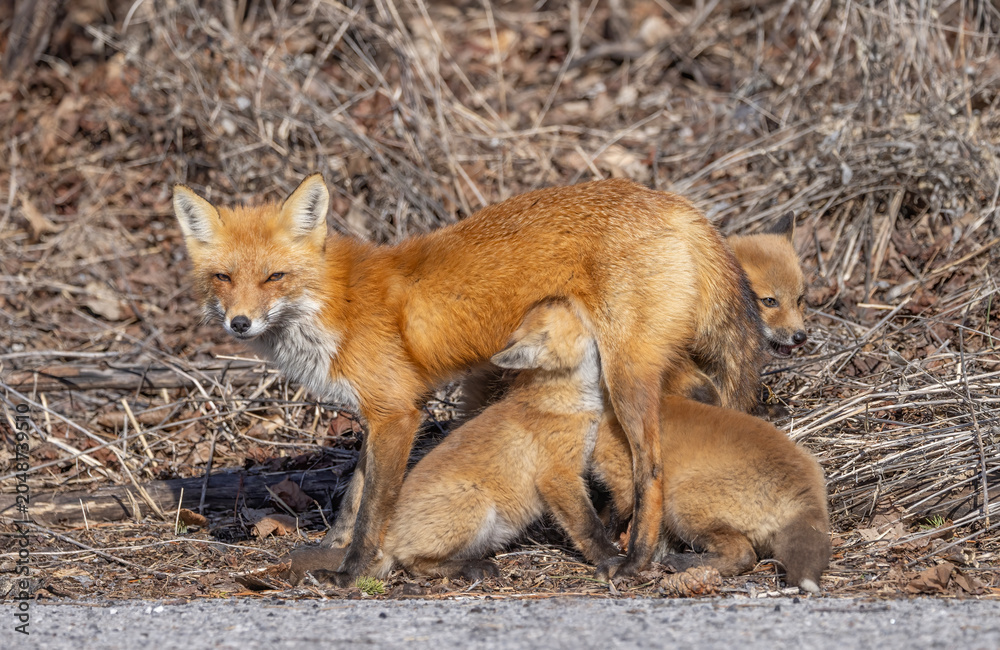 Naklejka premium Red fox feeding her kits in the forest in springtime in Canada