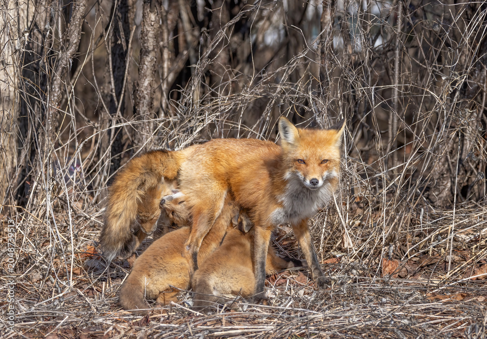 Naklejka premium Red fox feeding her kits in the forest in springtime in Canada