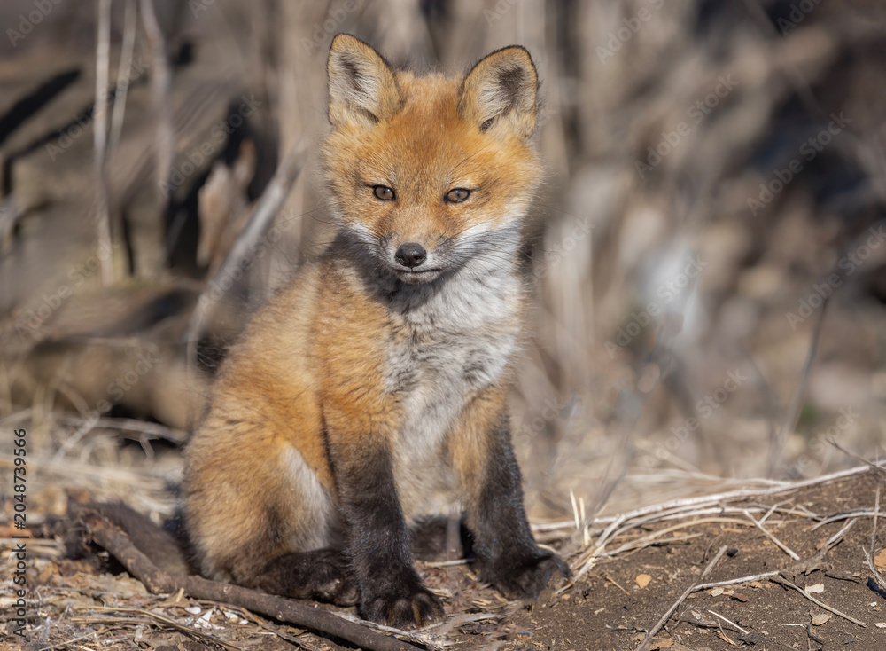 Naklejka premium Red fox kit sitting by its den deep in the forest in early spring in Canada