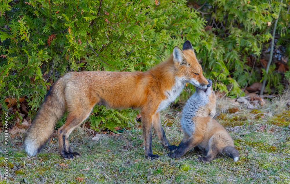 Naklejka premium Red fox and kit near their den deep in the forest in early spring in Canada