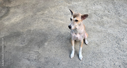 A Bangkaew dog suffering from severe hair loss was given a short haircut smooth, close to skin. The dog sat on the cement floor, appearing anxious and searching for owner. ears were large and erect.
