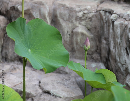 Lotus leaves and buds growing in front of the rocks. Nelumbo nucifera has large, round, green leaves with smooth and slightly wavy edges. Small lotus buds, tightly enclosed by pink petals not blooming