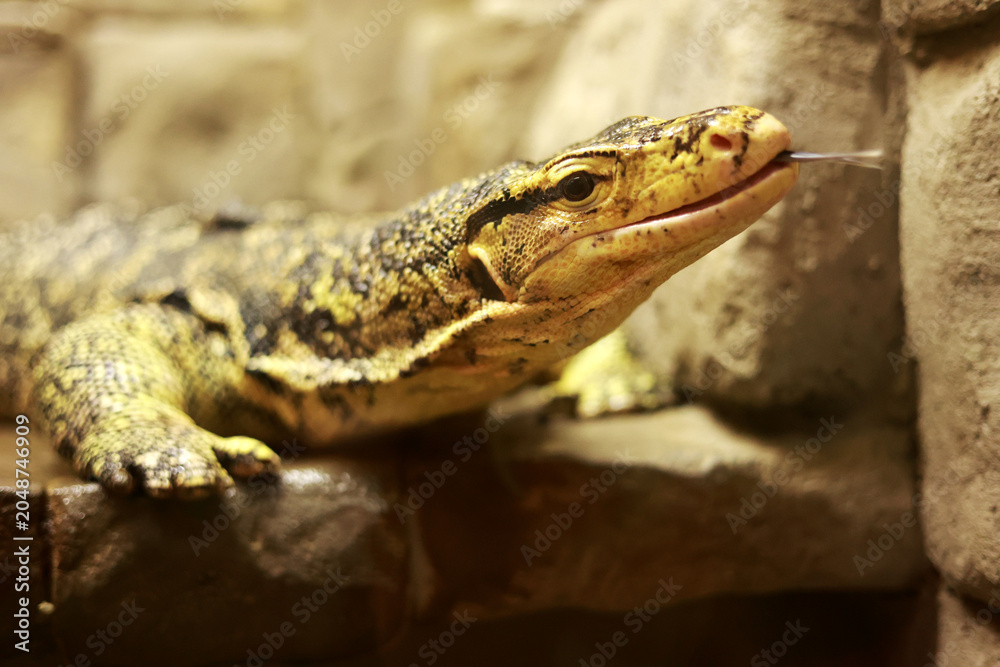 Fototapeta premium Close-Up Of A Lizard With Long Forked Tongue In A Warm Zoo Enclosure, Curious Eyes