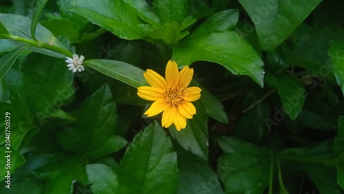 Bilde på lerret Vibrant yellow creeping oxeye flower blooming among lush green foliage