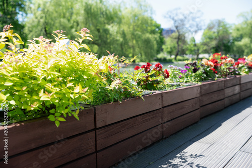 Modern landscape design with wooden boxes for outdoor plants on a sunny day. Beautiful summer flowers and green bushes in long wooden planters outside.