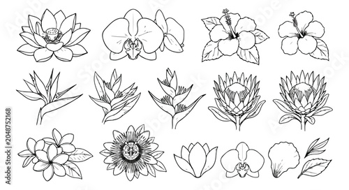 Foto Tropical flower line art collection, hand drawn exotic floral sketches, set of 1