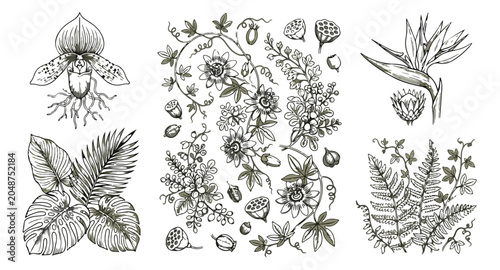 Bild auf Leinwand Vintage tropical botanical illustrations, hand drawn exotic flowers and palm lea