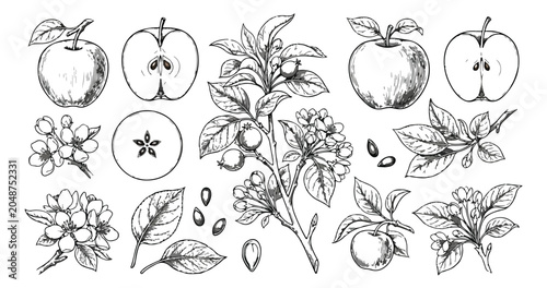 Fotografie Vintage apple fruit botanical sketch collection, hand drawn garden apple tree br
