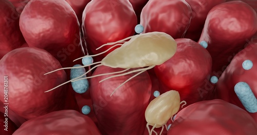 3d illustration of Giardia lamblia (intestinalis, duodenalis), protozoa, parasite, causing intestinal infection: giardiasis. Not AI generated.