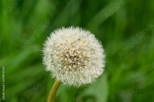 Fotografía Macrophotographie des aigrettes d'un pissenlit en fructification.