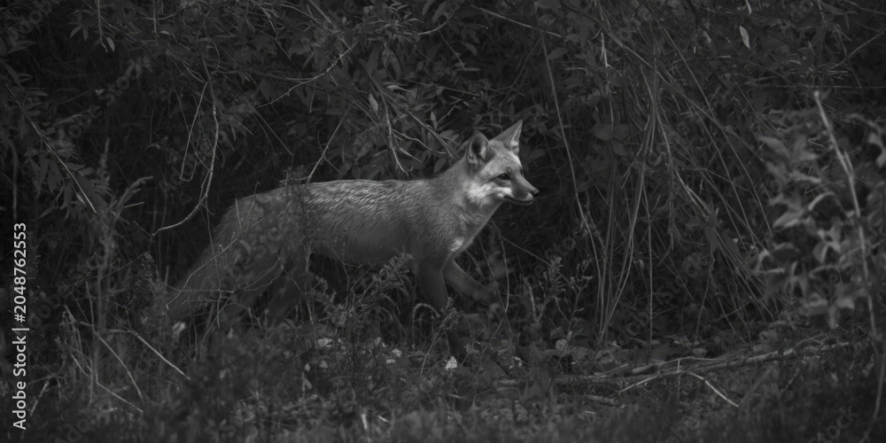 Naklejka premium Stylized black and white shot of a gray fox navigating dense underbrush