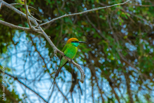 Asian Green Bee-eater - Yala National Park