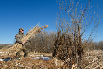 The hunter carries dry reeds to build a shelter for duck hunting