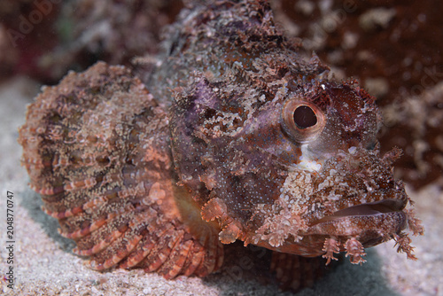 Bild auf Leinwand Scorpion fish @ Komodo, Indonesia