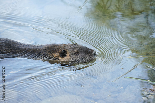Fotografie A nutria swimming in clear river water creating circular ripples.