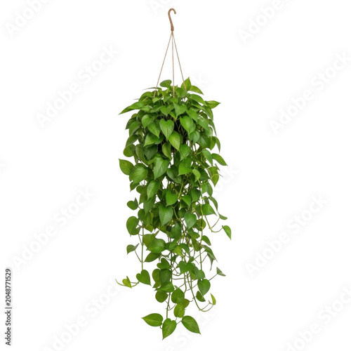 Hanging green pothos plant in a room