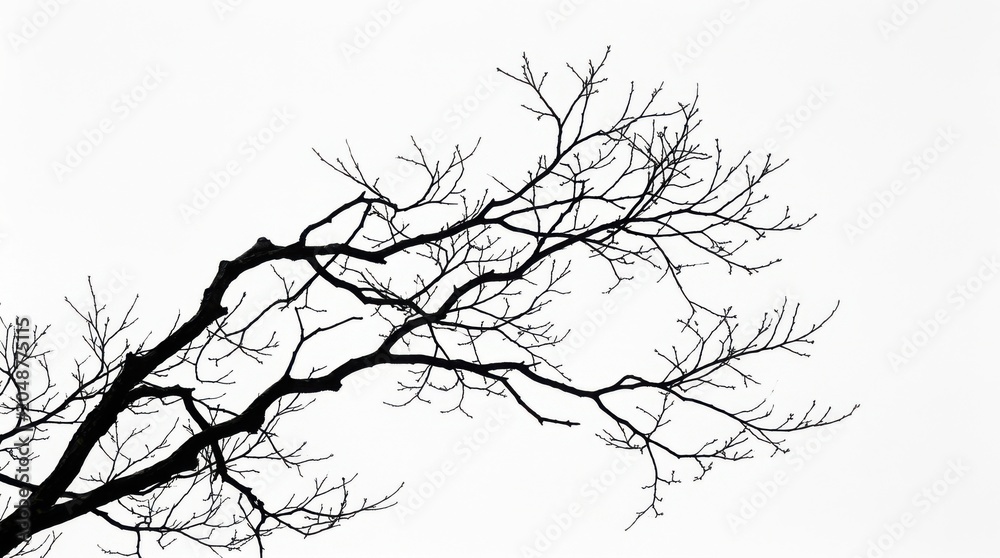 Fototapeta premium Bare tree branches silhouette on white minimal background