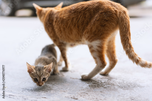Orange Tabby Mother Cat and Kitten Walking on Concrete Street in Urban Area
