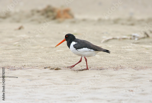 A Eurasian Oystercatcher (Haematopus ostralegus) walking purposefully across a flat sandy beach shore (isolated background style).