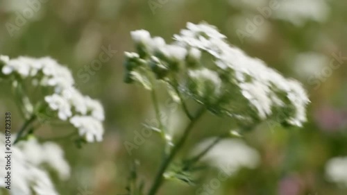 Close up view of blooming white flowers on a sunny summer day with soft bokeh background